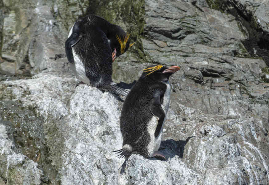Pingüino Macaroni - islas Georgias del Sur 28.jpg